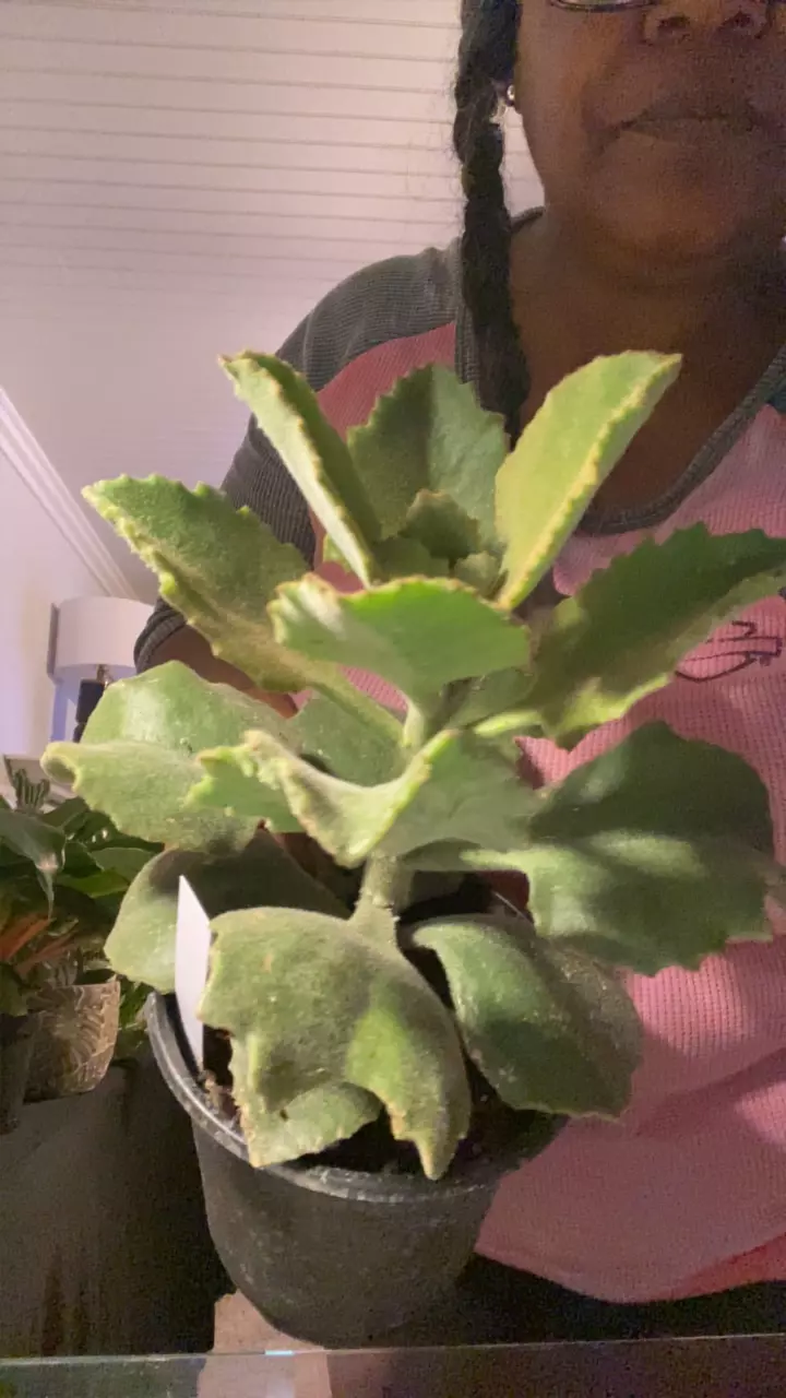 Kalanchoe Baharensis Fang thumbnail