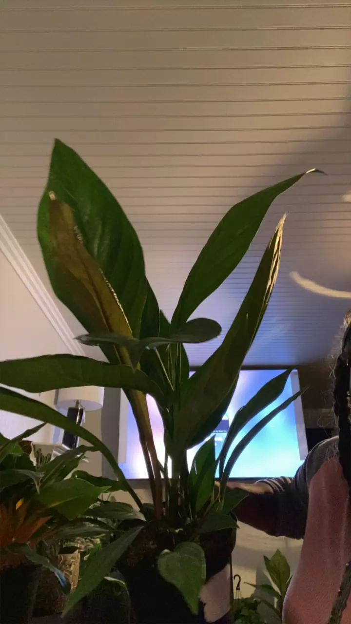 Huge  Anthurium thumbnail