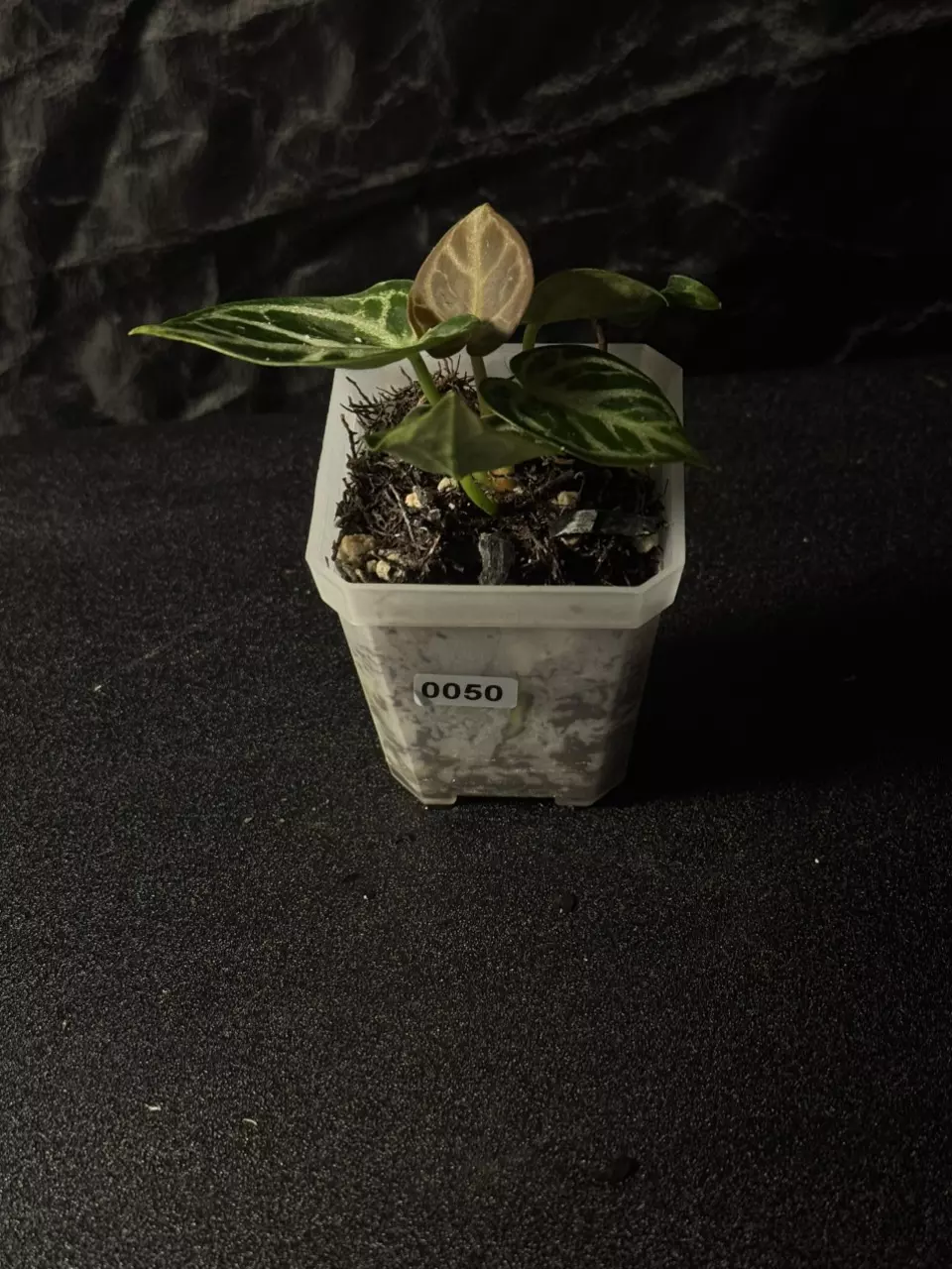 0073 A. (AOS dark x BVEP) x variegated Crystal Mag thumbnail