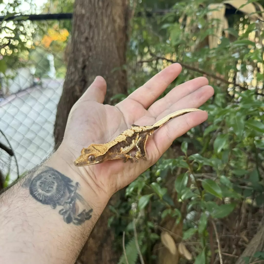 (330) lily white PV thumbnail