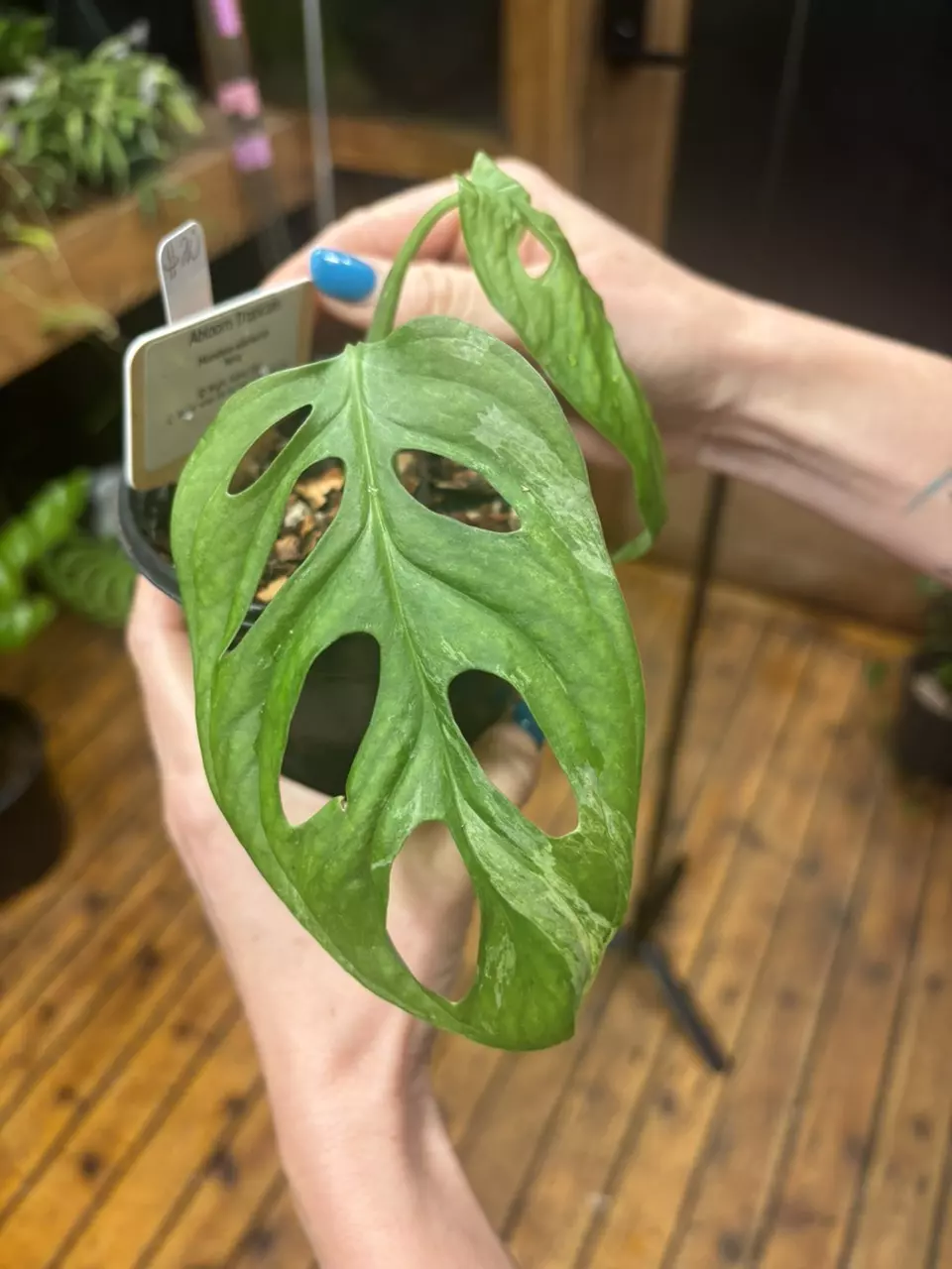 Monstera Adansonii ‘mint’ 4” thumbnail