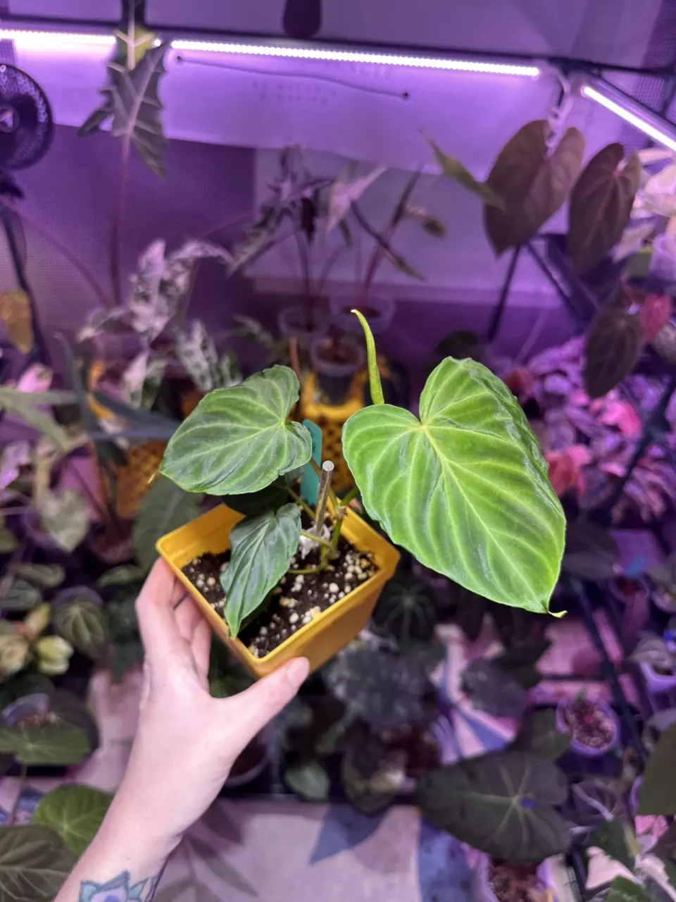 G36 Philodendron Verrucosum thumbnail