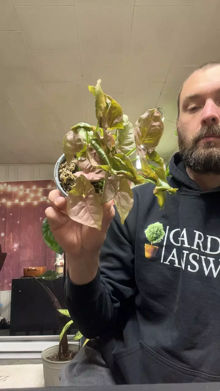 Syngonium pink neon thumbnail