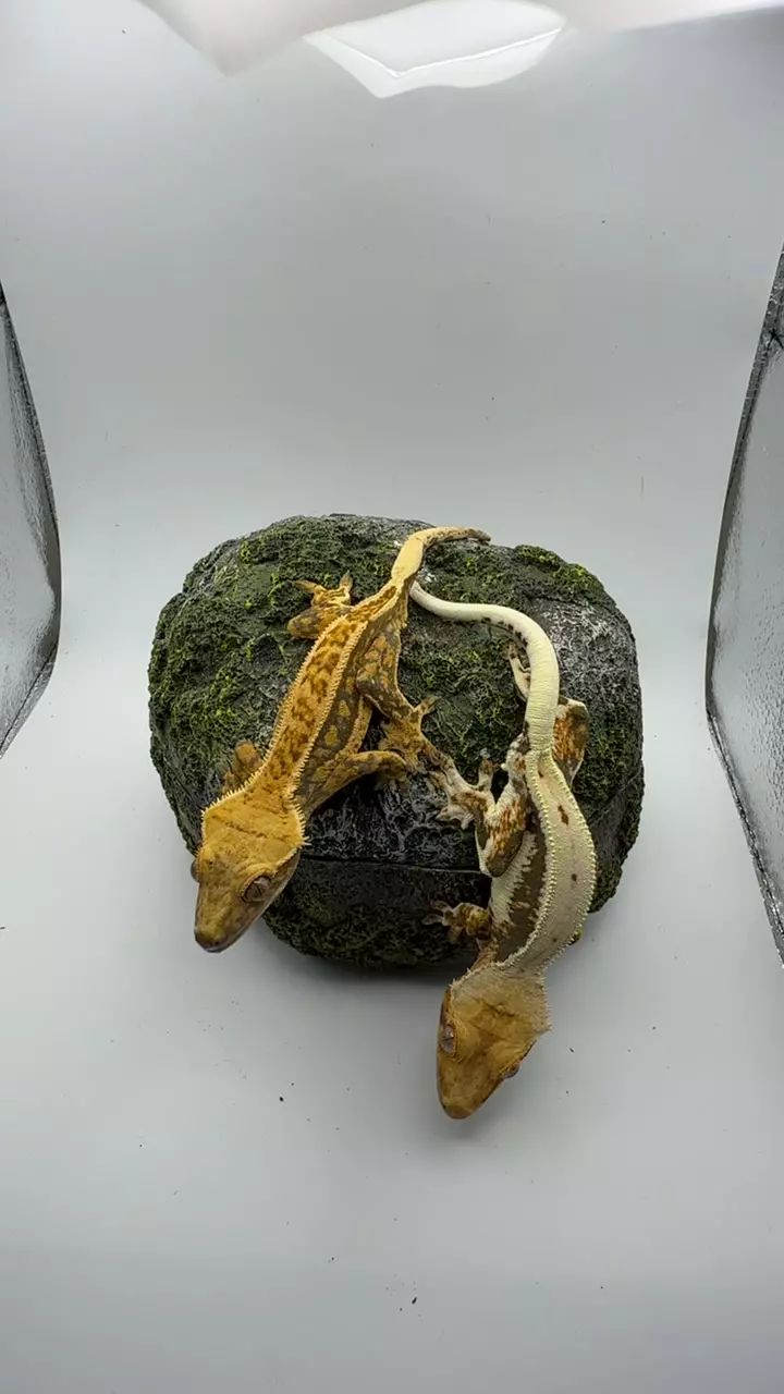 future pair thumbnail