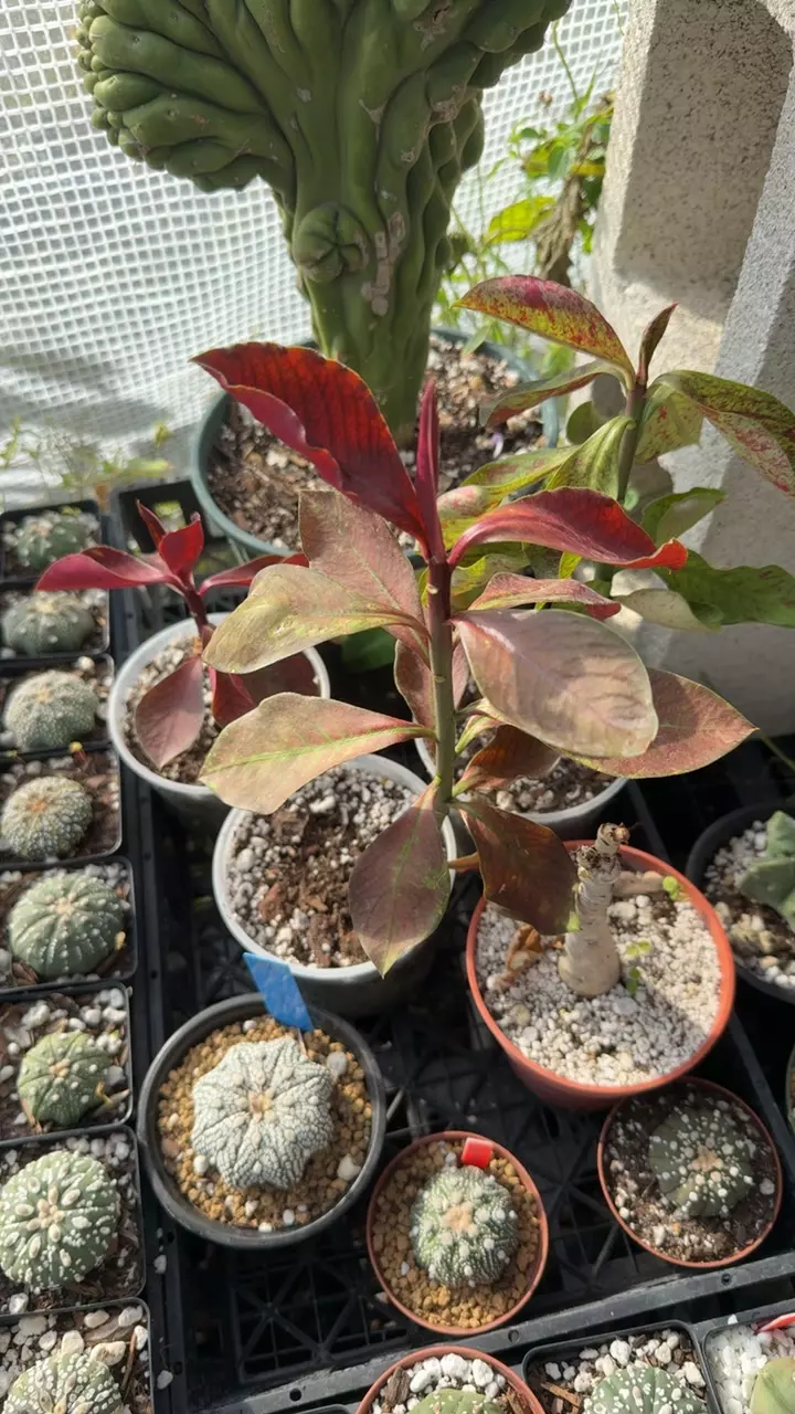 African poinsettia Euphorbia thumbnail