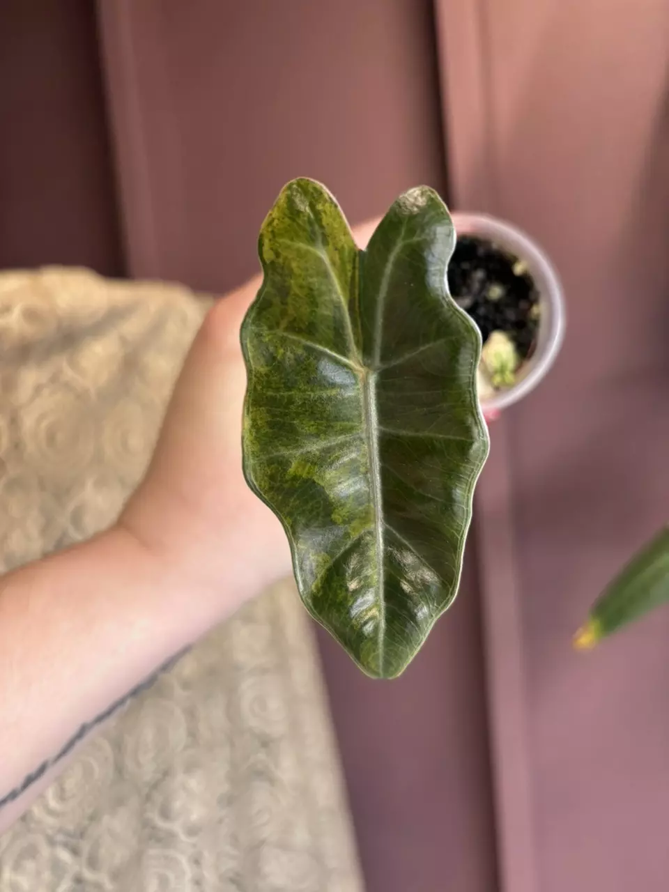 Alocasia Pesudo Aurea thumbnail