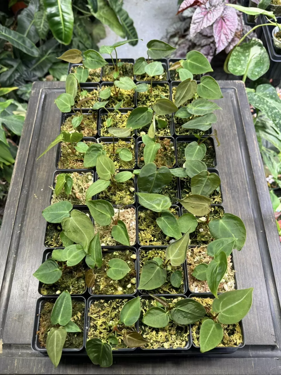 Anthurium mag x forgetii thumbnail