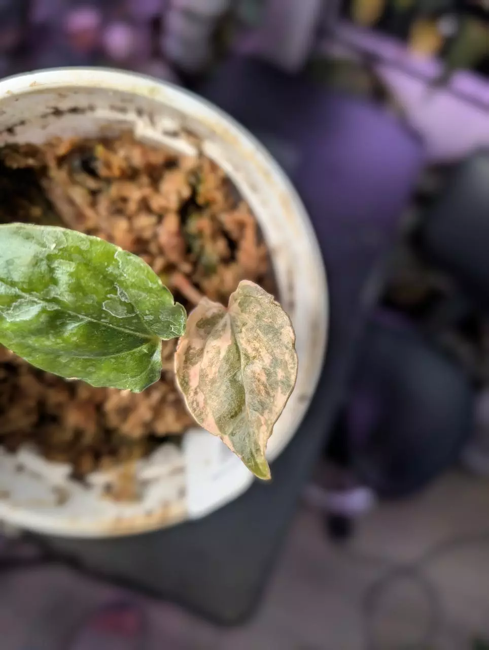 pure Anthurium luxurian pink variegated thumbnail