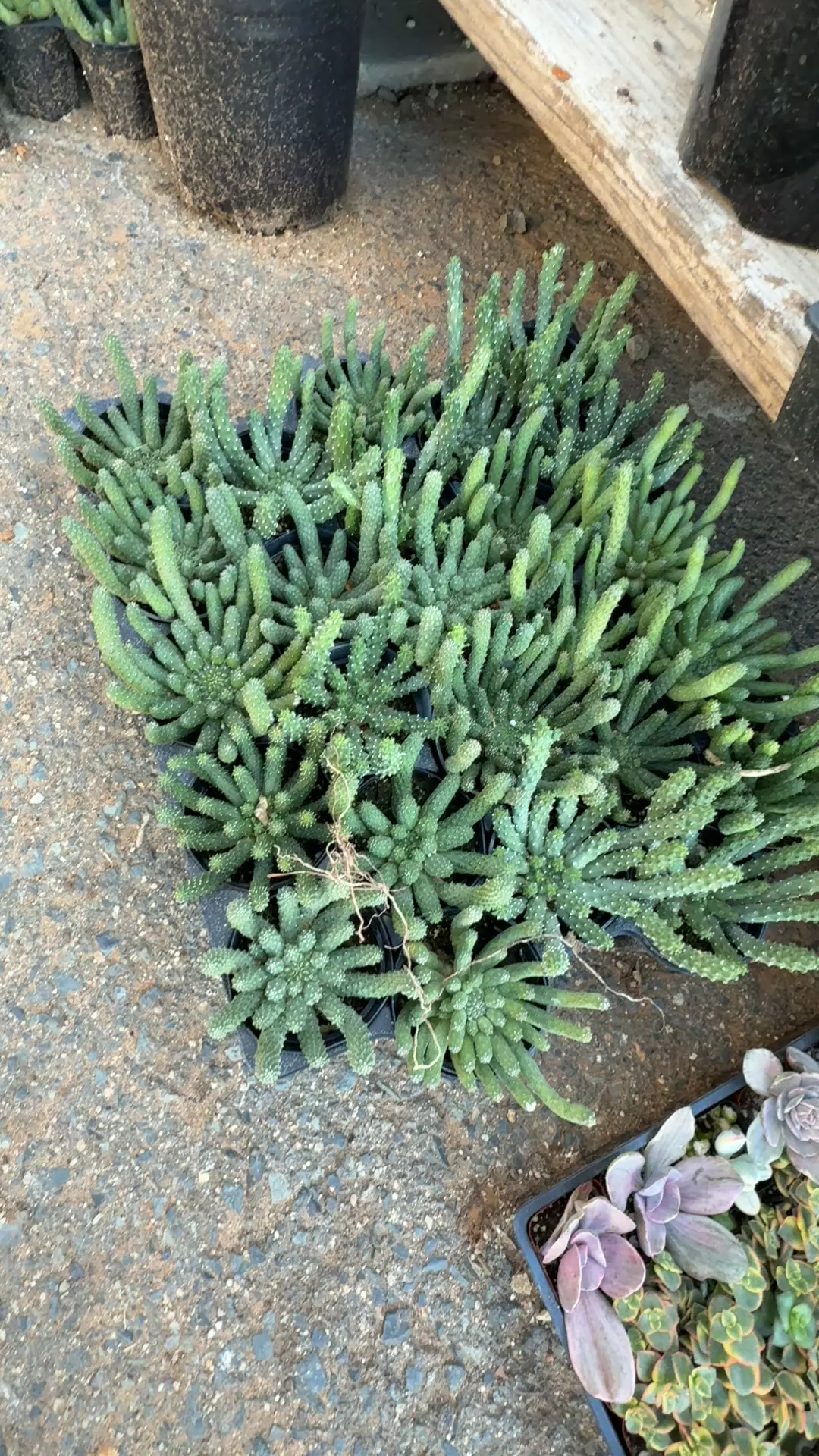 Euphorbia esculenta thumbnail