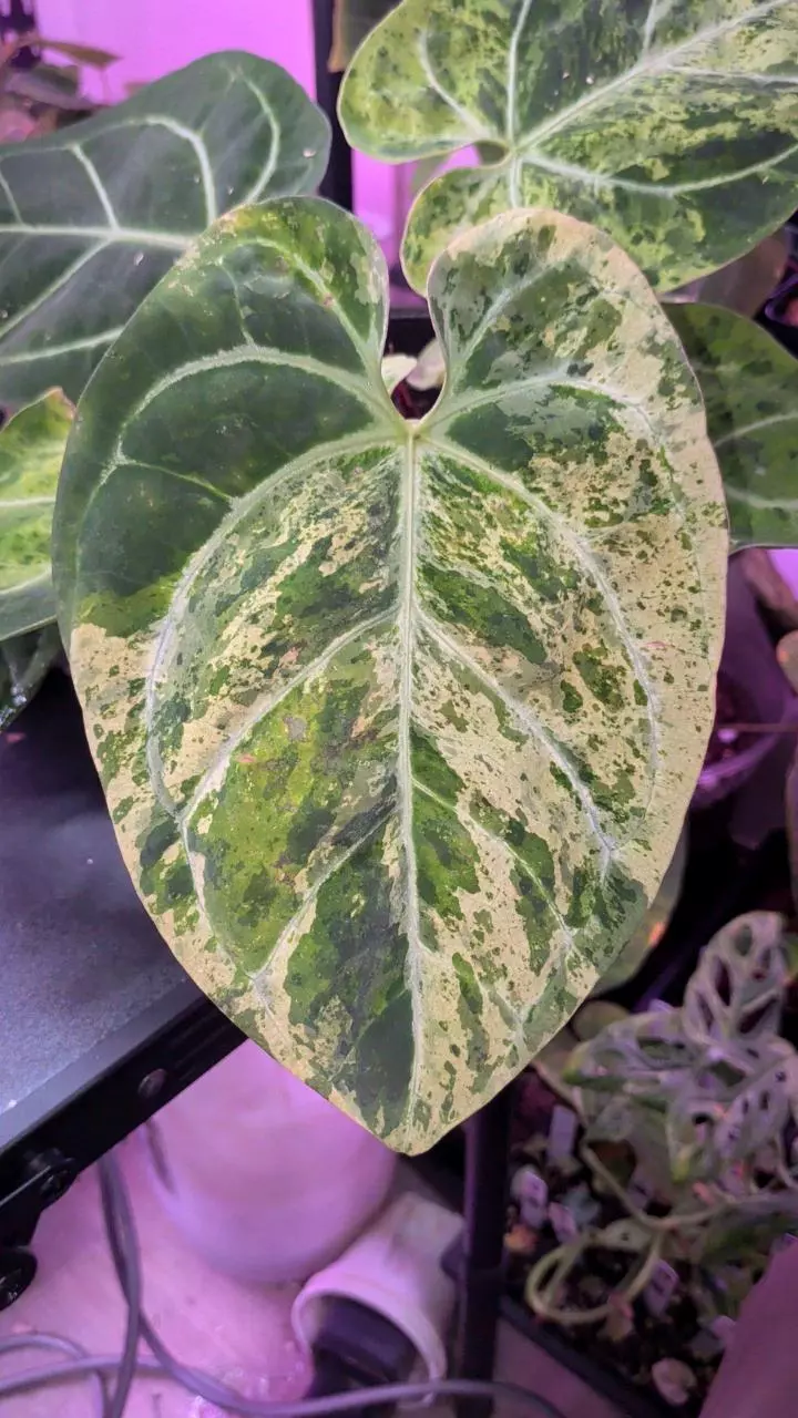 papi x Indo dress flowering size thumbnail