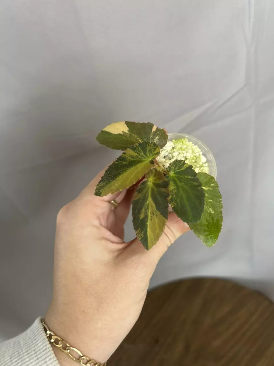 Begonia Withlacoochie Variegated thumbnail