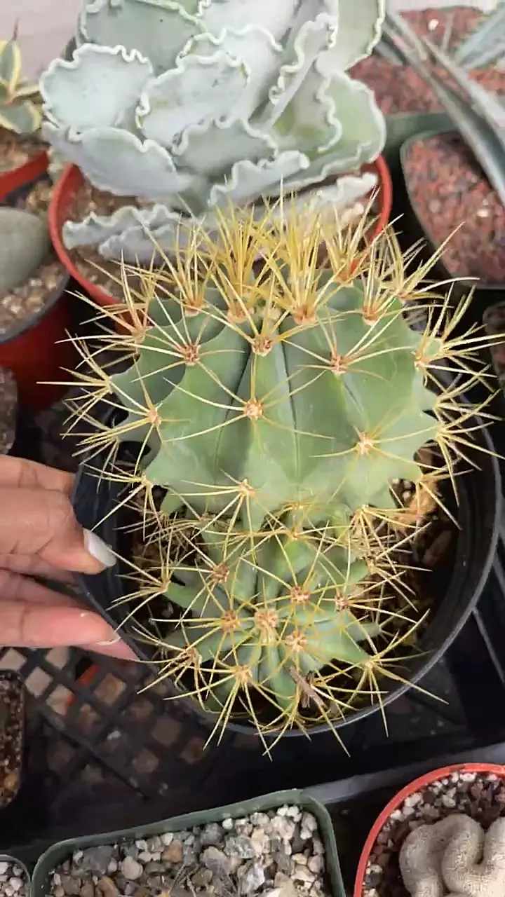 6” ferocactus w/ pup thumbnail