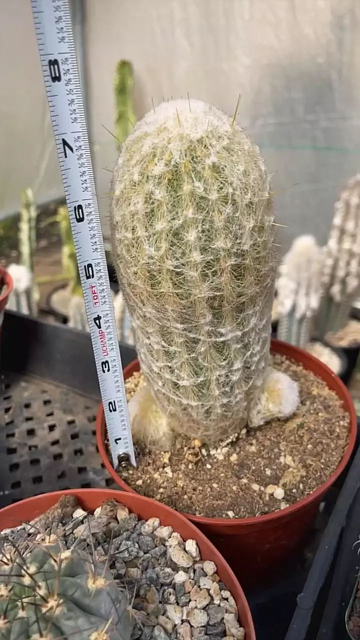 7” tall old man cactus thumbnail