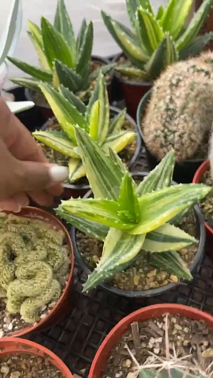 GC 4” Aloe nobilis variegated thumbnail
