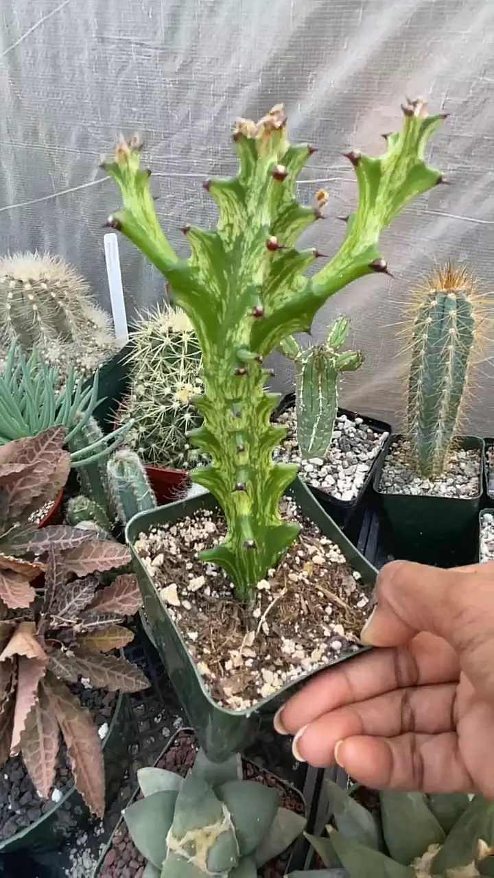 Euphorbia trigona cv. Mint cream thumbnail