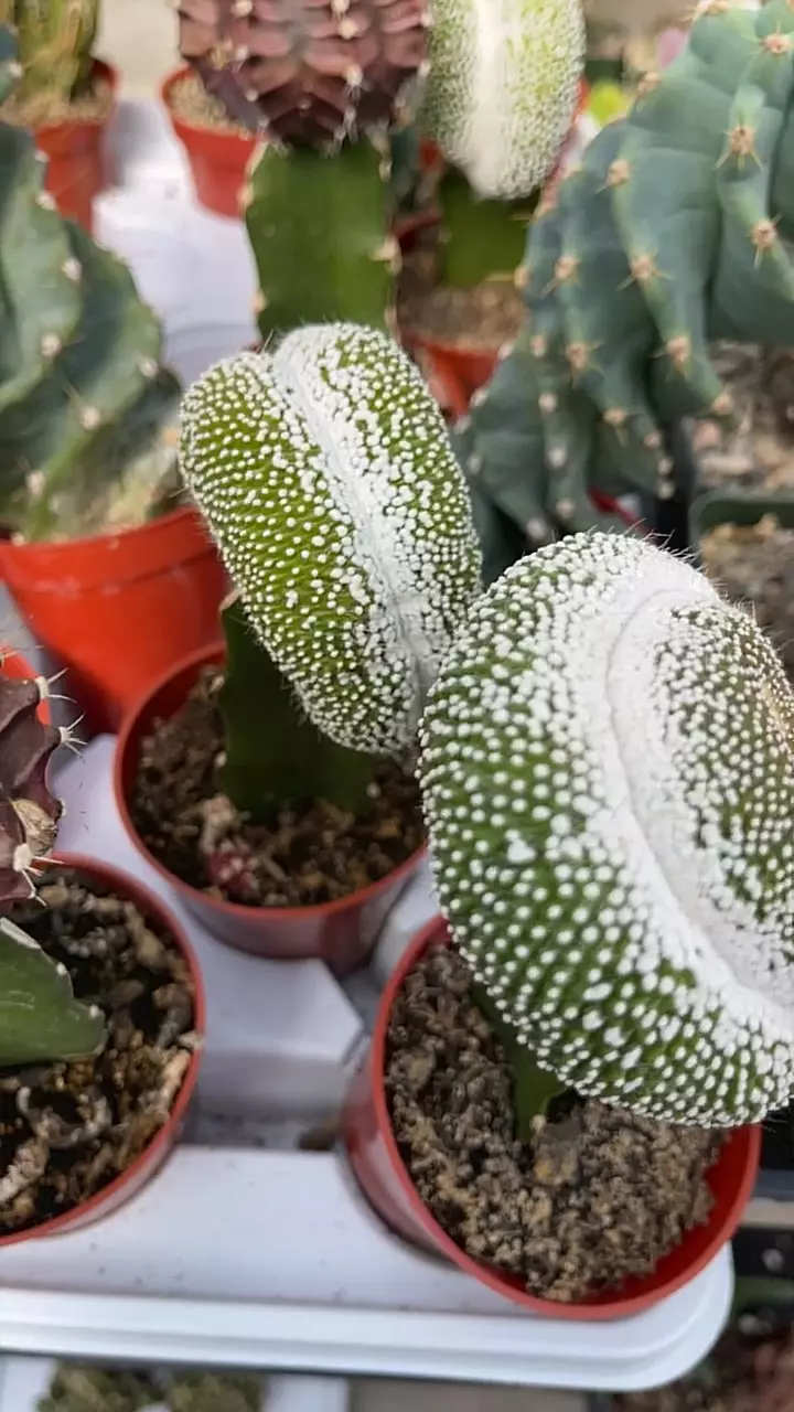 GC Notocactus scopa inermis crest on graft thumbnail