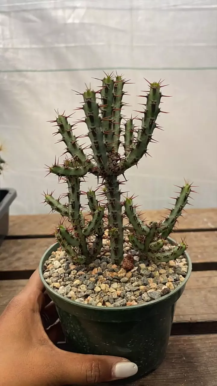 Euphorbia aeruginosa thumbnail