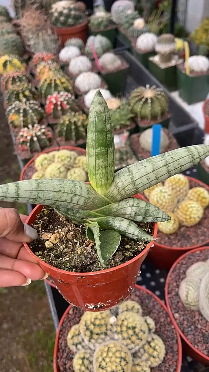 4” sansevieria thumbnail