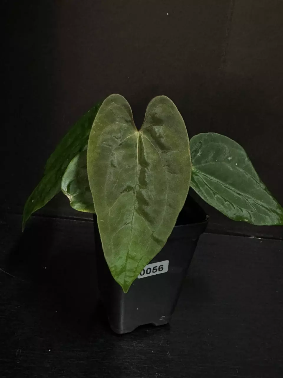 0056 Pure Papillilaminum! PapRA12 x FSRL ~ by BBTropicals thumbnail