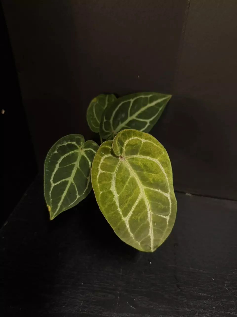 0061 Doc Block Purple F2 x Crystal Queen (crystal x Warocq) thumbnail