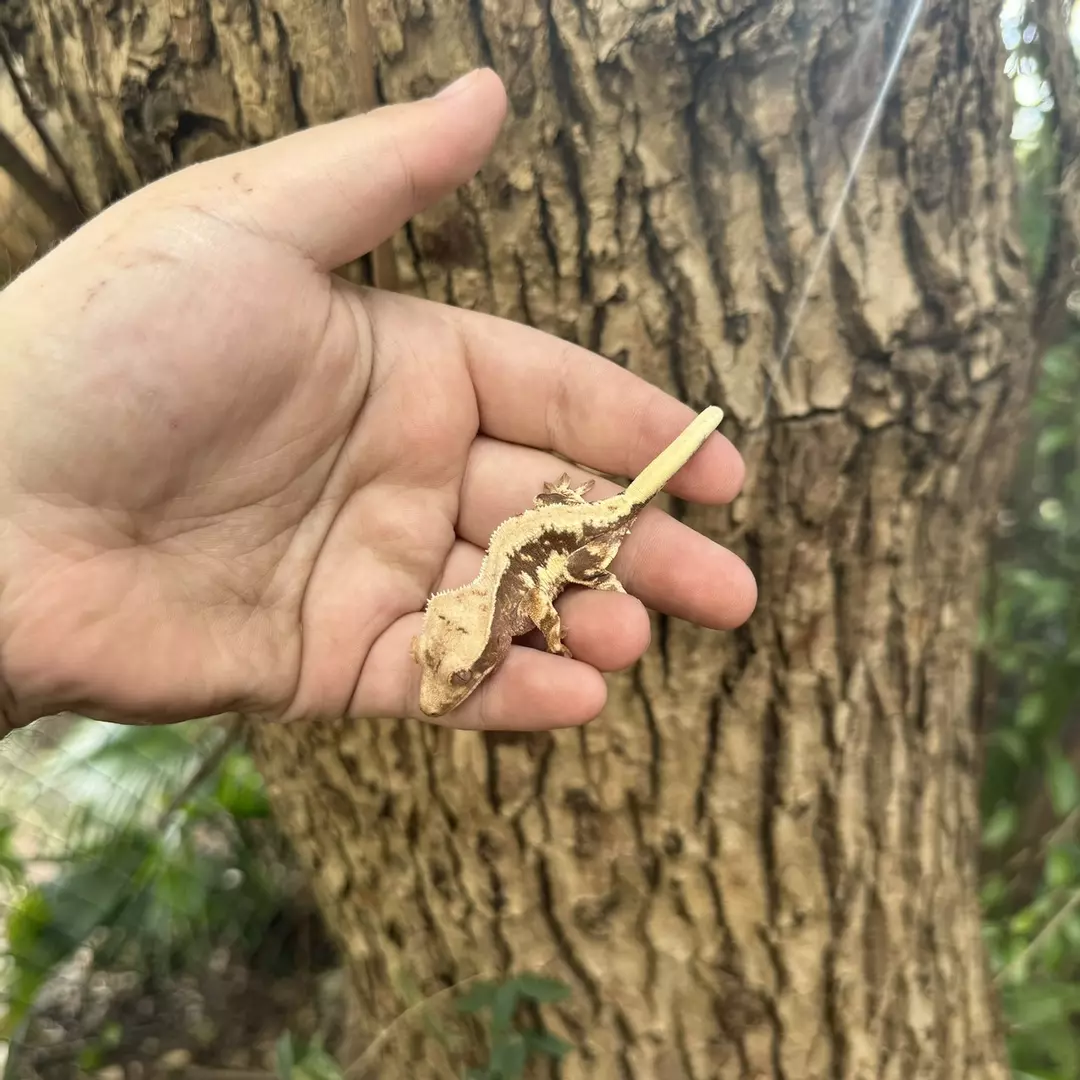 (362) lily white cream back het red NPV thumbnail