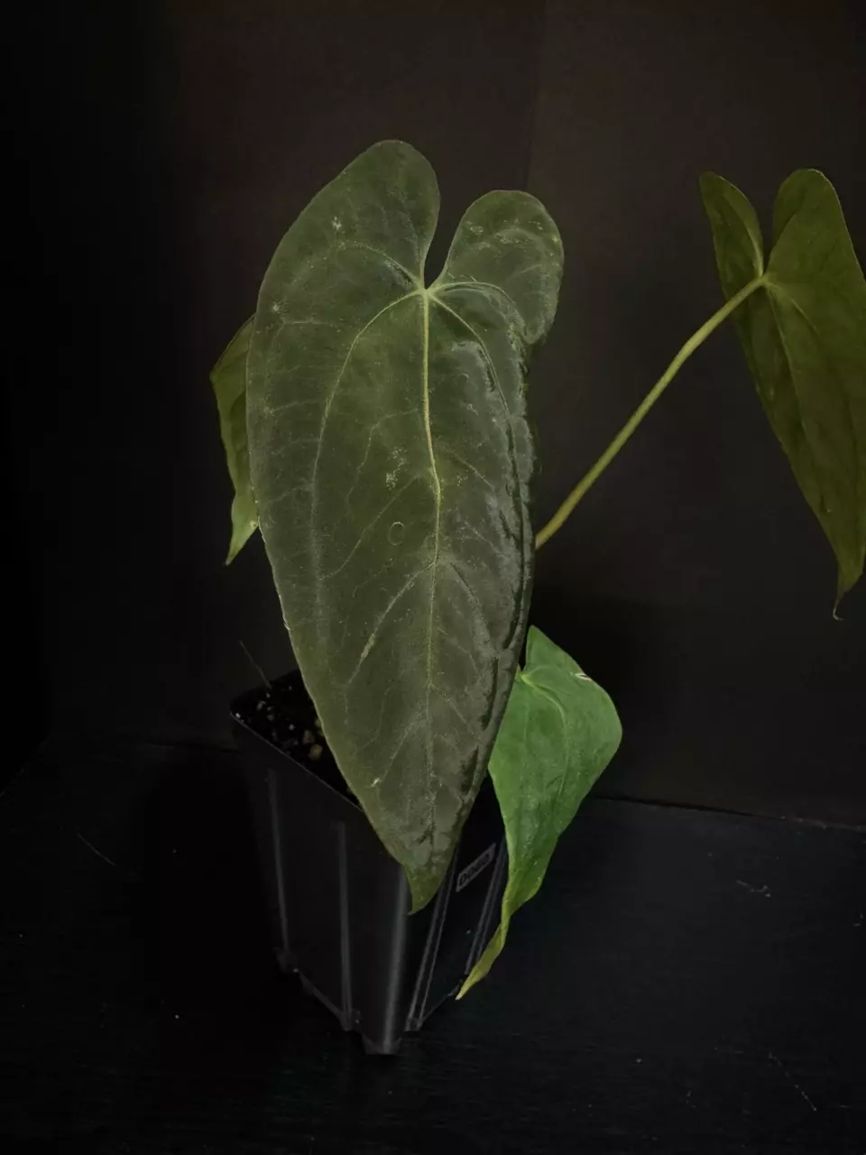 0060 Nice Pap #8 x Portillae ‘NSE Dewey Fisk Clone’ thumbnail