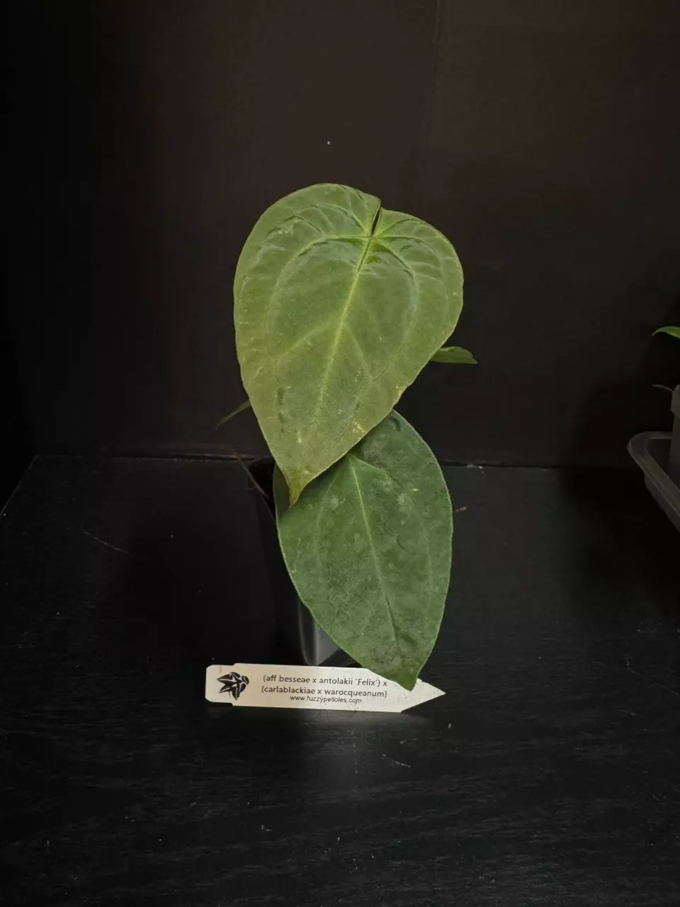 0059 (besseae x antolakii ‘Felix’) x (Carla x warocq) thumbnail