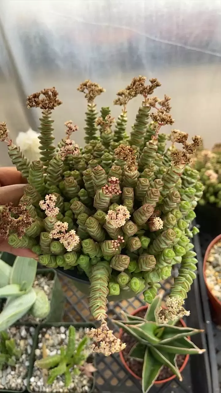 GC 6” Crassula perforata thumbnail