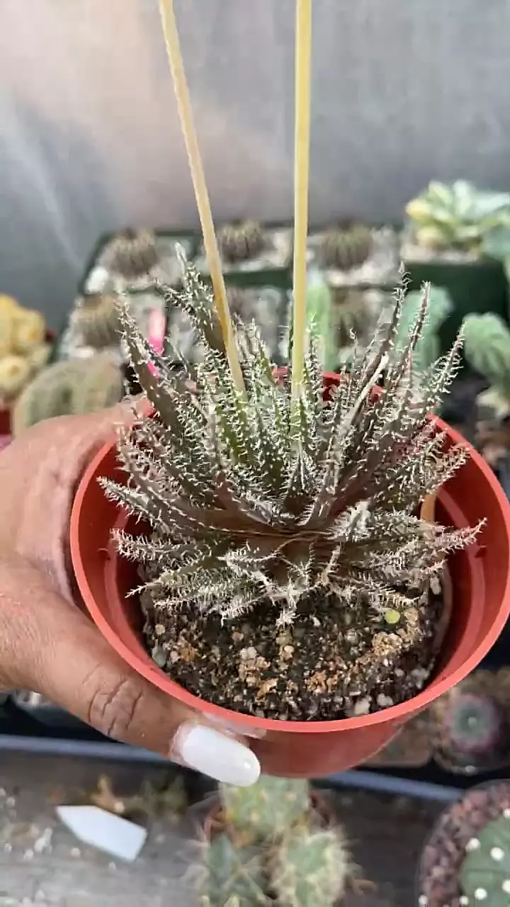 4” Haworthiopsis thumbnail