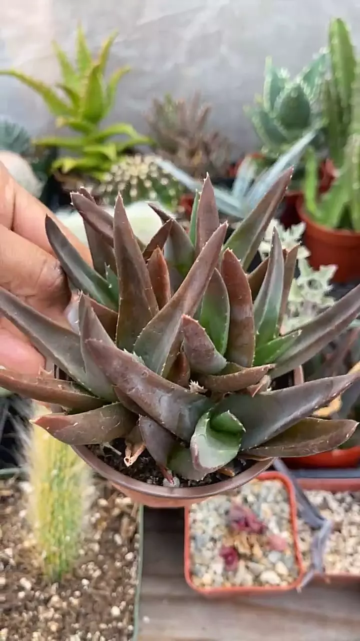 GC 4” aloe thumbnail