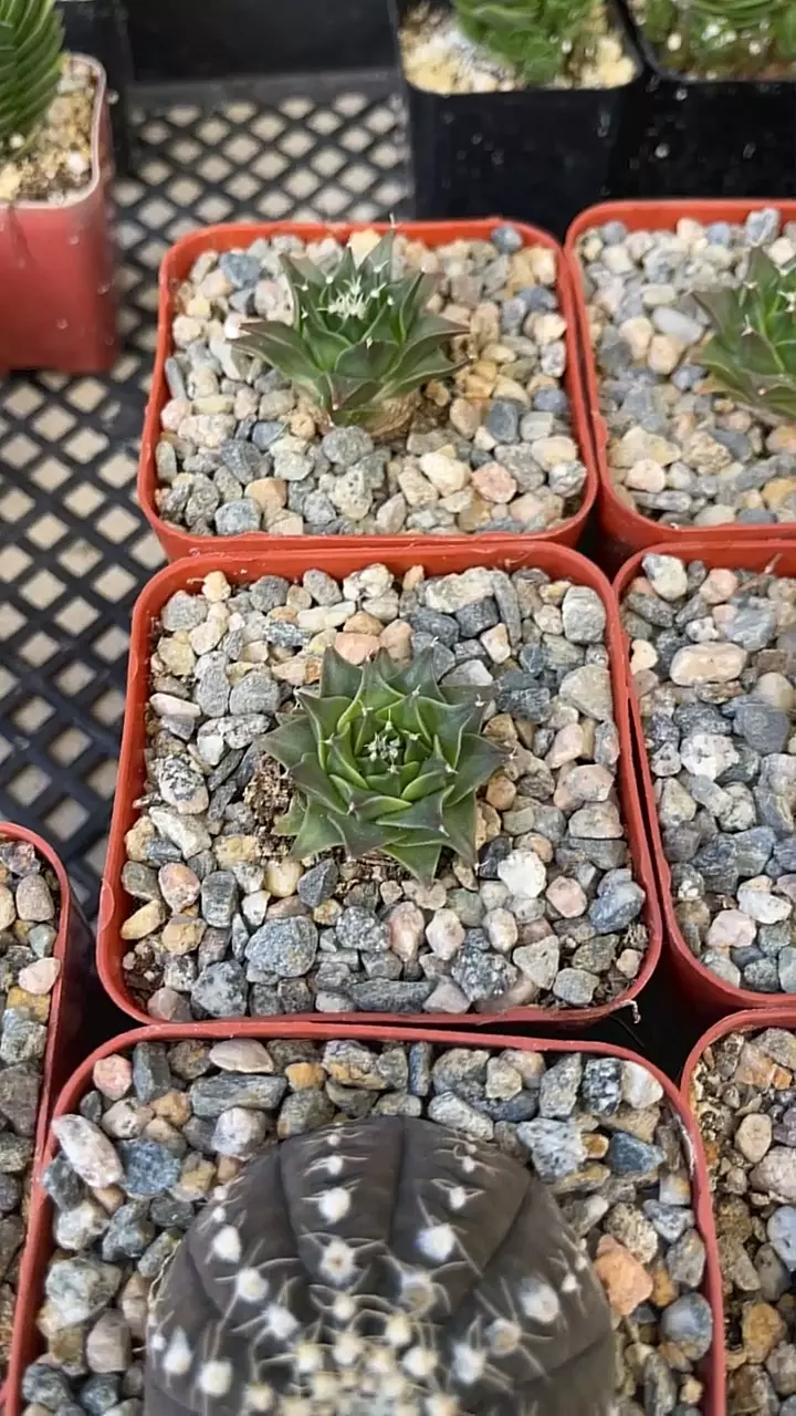 GC Obregonia denegrii seedling thumbnail