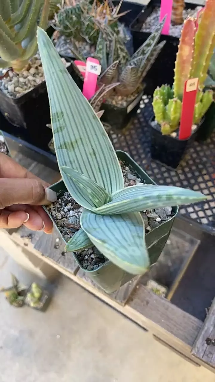 Aloe striata thumbnail