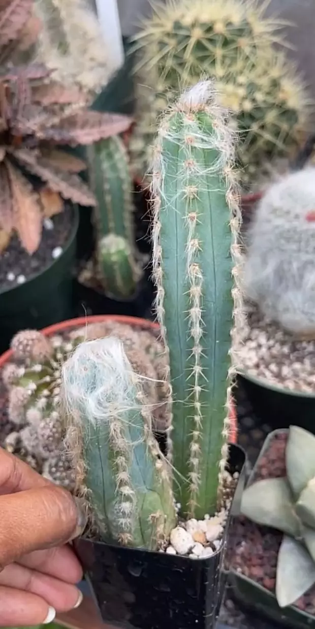 GC 2” pilisocereus thumbnail