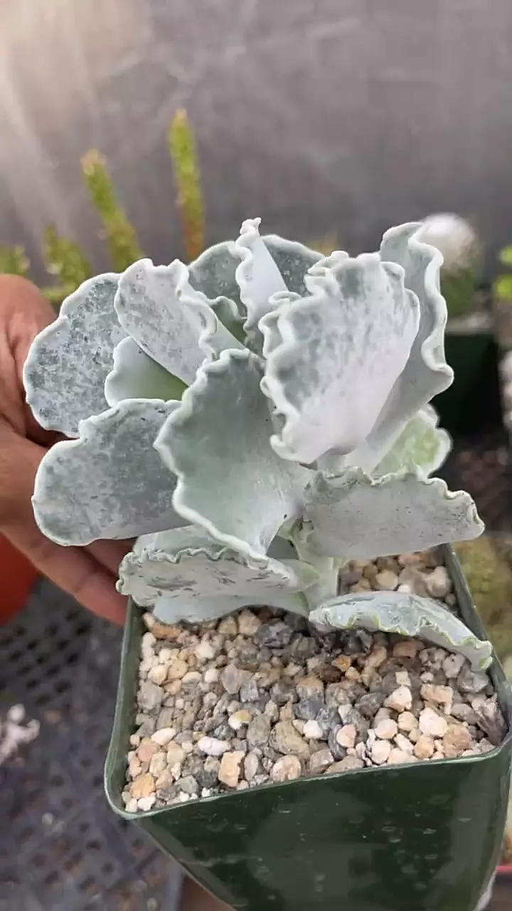 GC Cotyledon undulata thumbnail