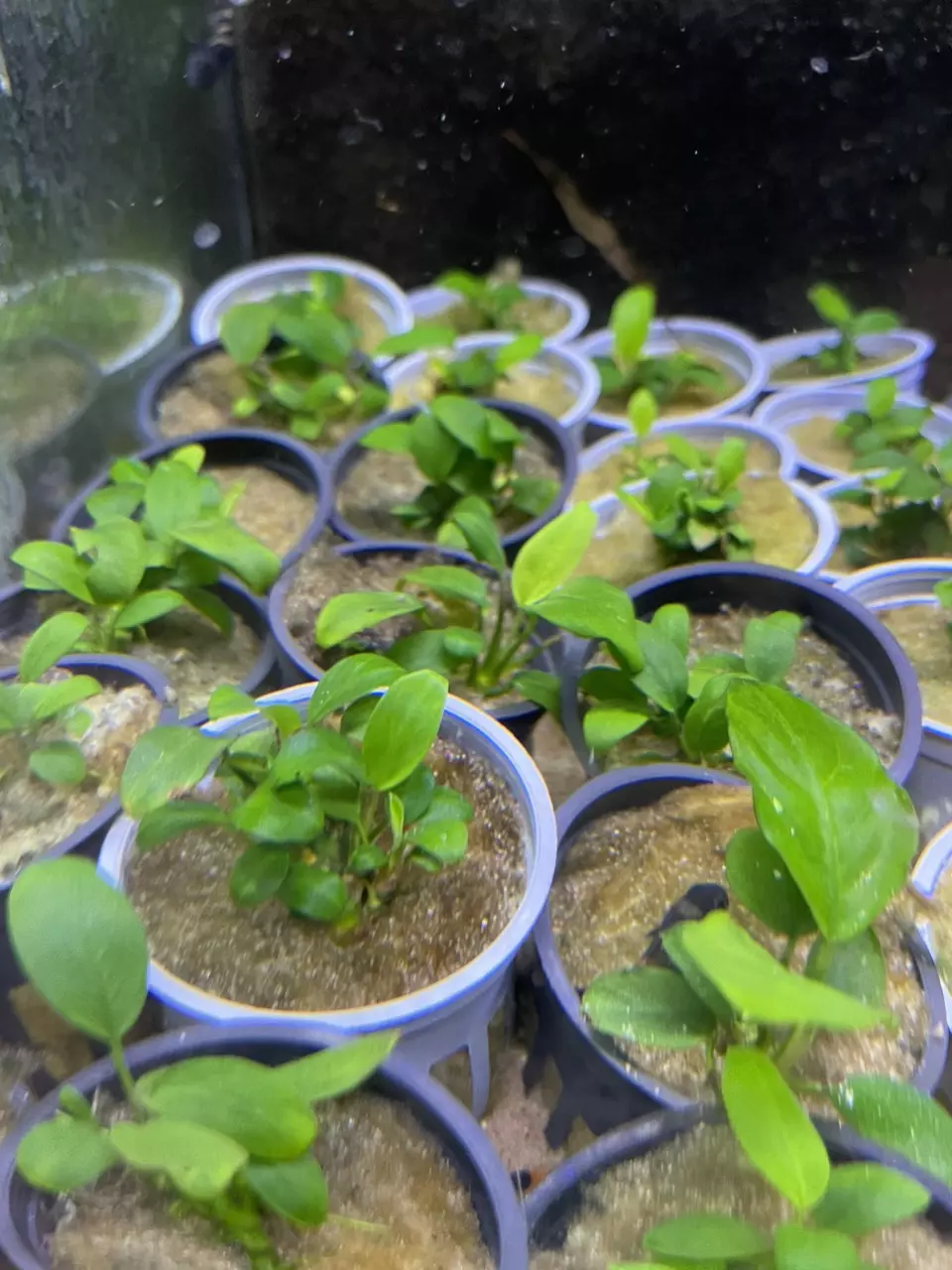 Anubias Nana Petite thumbnail