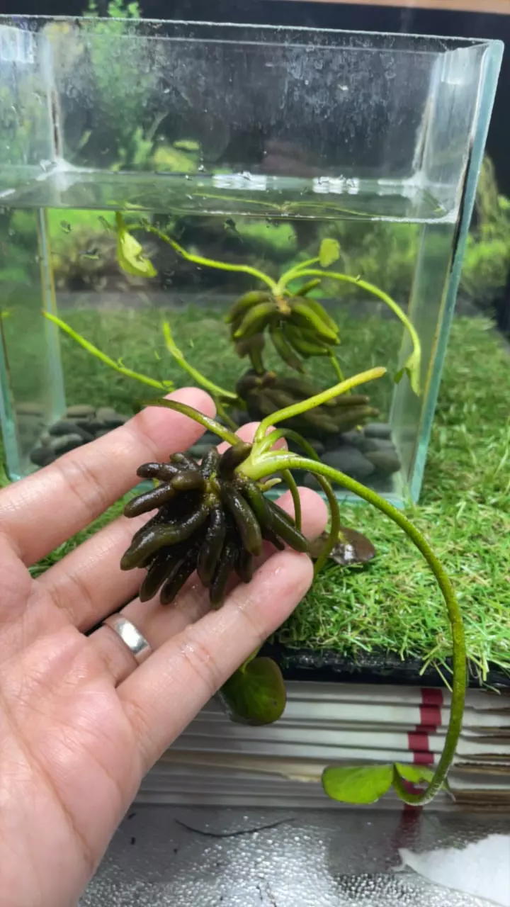 banana plant thumbnail