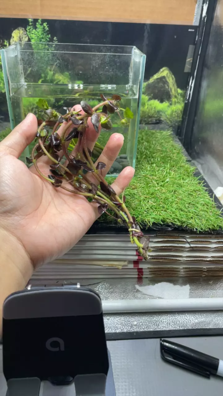 Bacopa Purple plant thumbnail