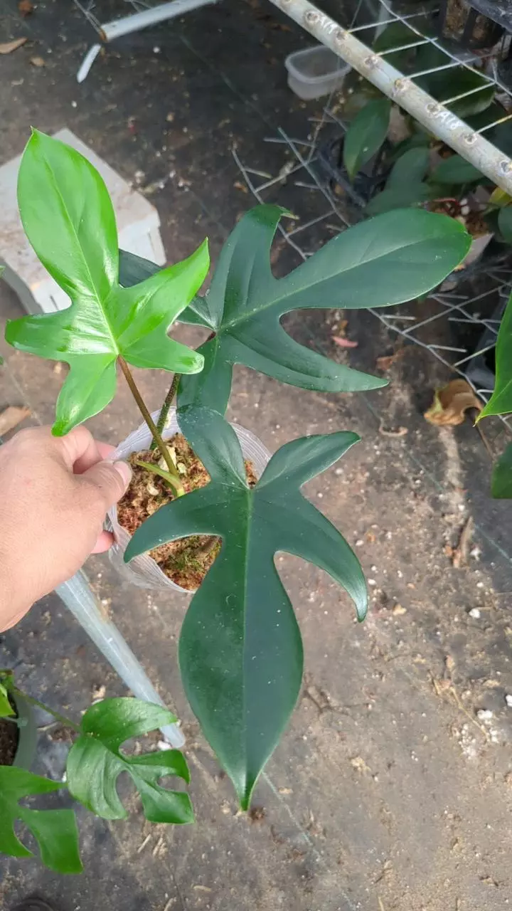 Philodendron Florida Ghost J7 thumbnail