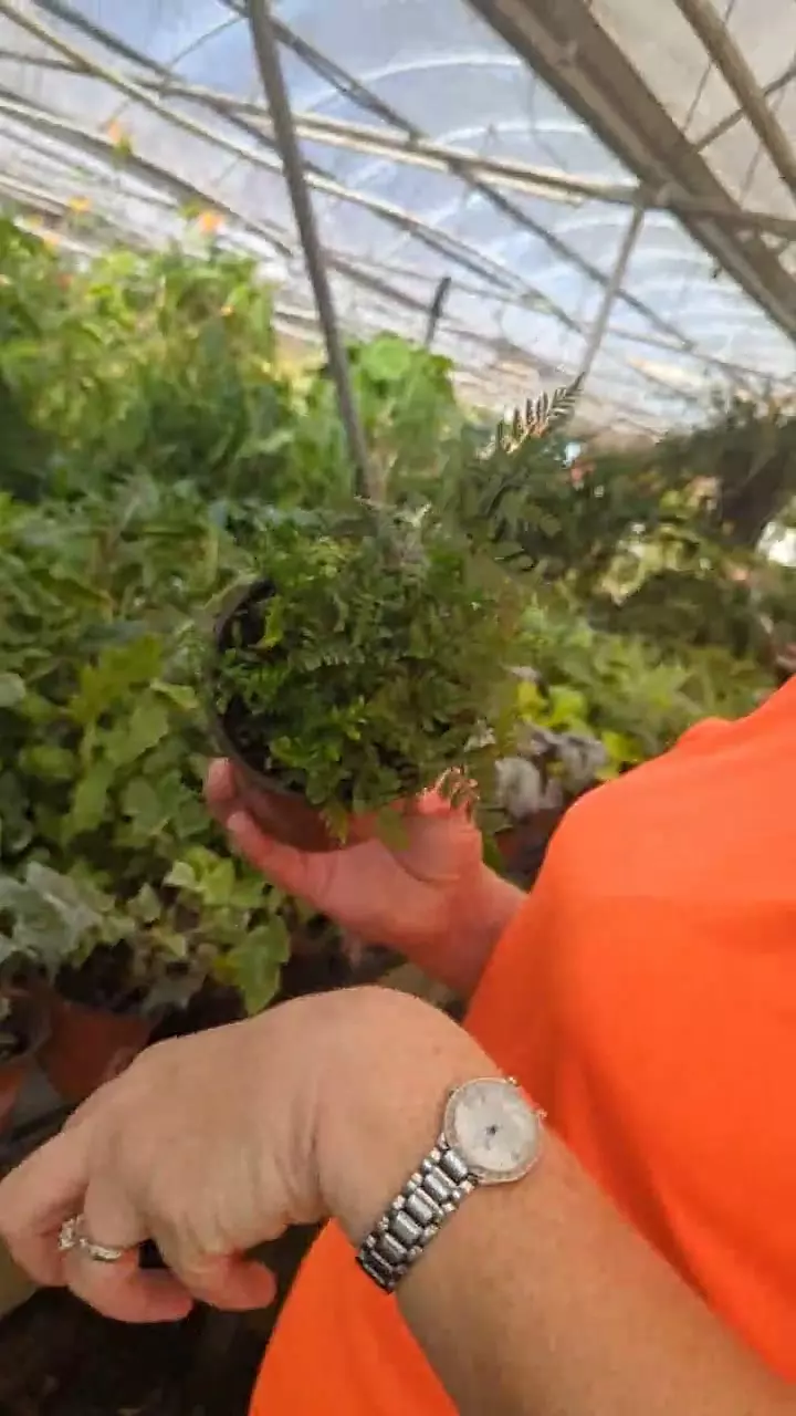 white rabbit 4” fern thumbnail