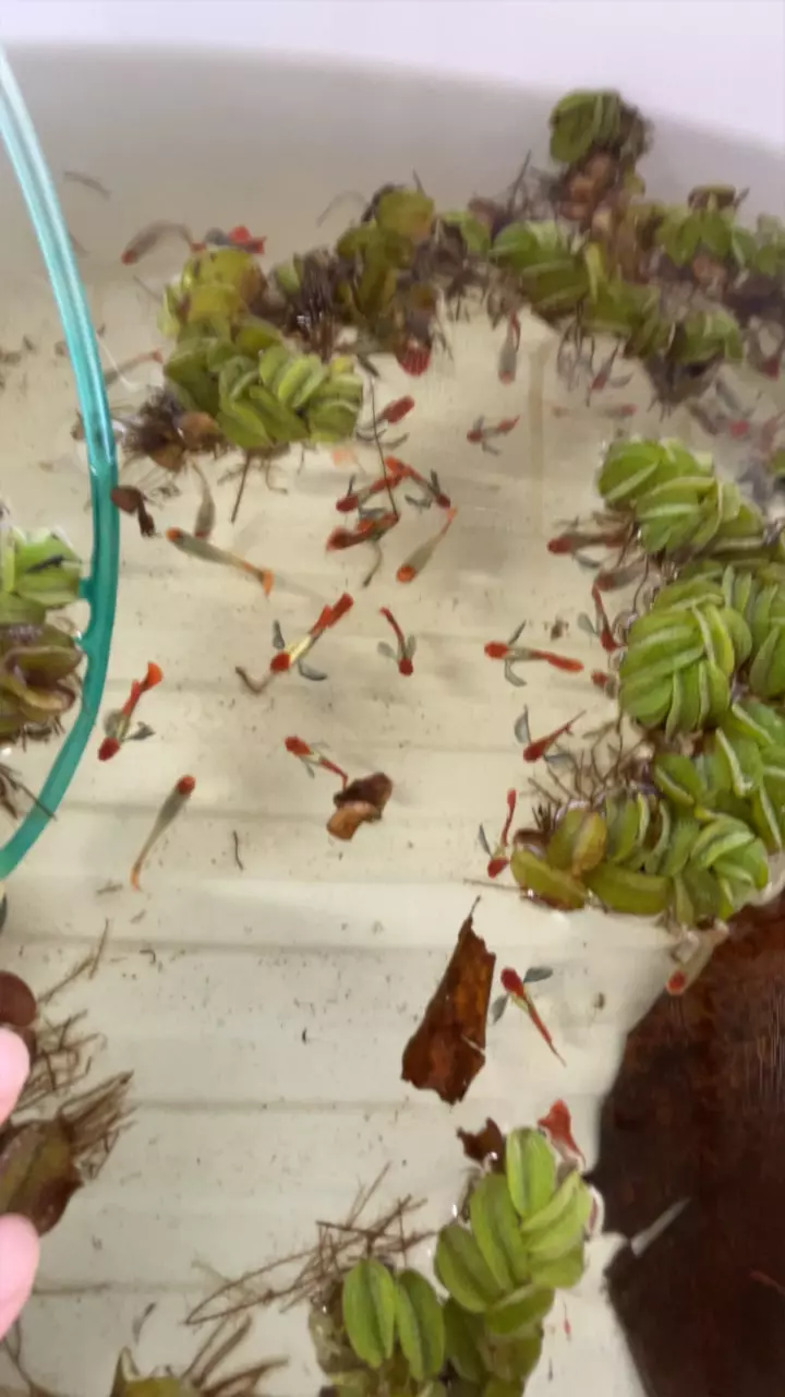 Platinum dumbo koi guppy pair thumbnail