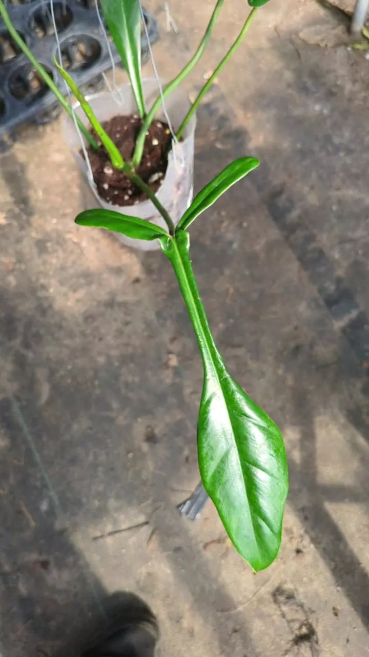 Philodendron Joepii W4 thumbnail