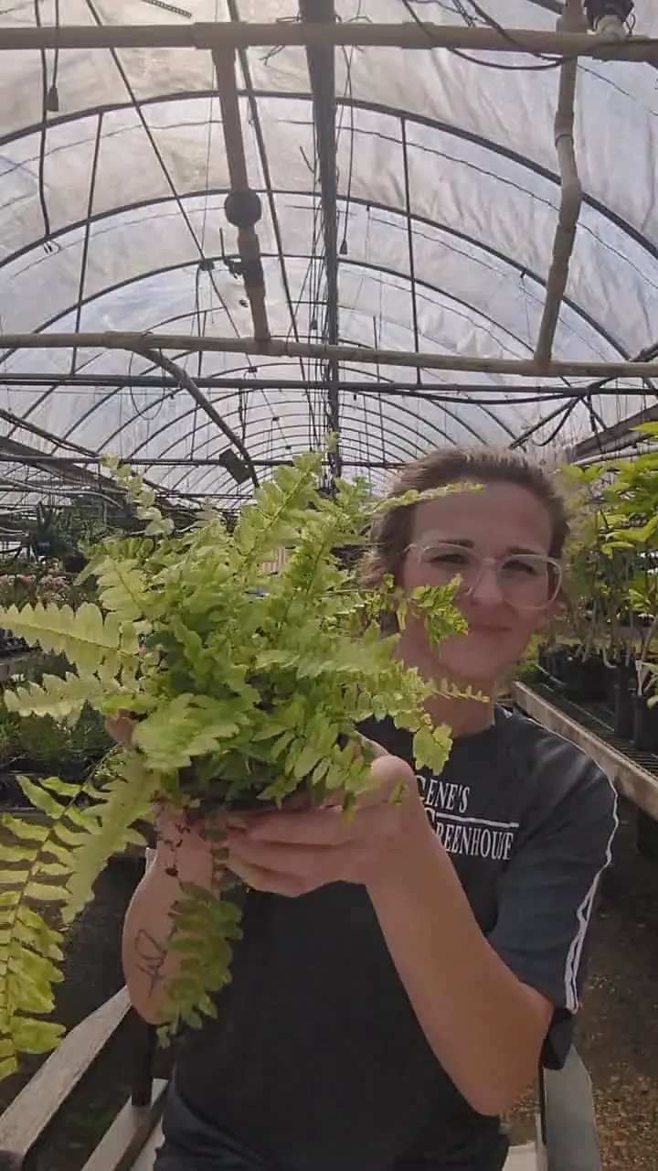 tiger boston fern thumbnail
