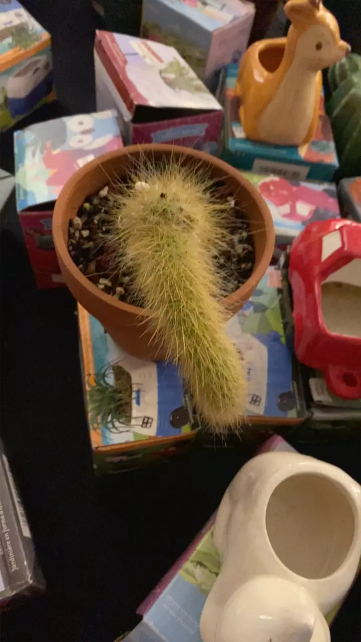Single Monkey Tail (clay pot) thumbnail
