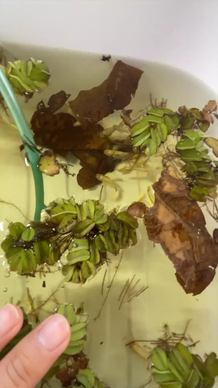 Full Gold guppy pair thumbnail