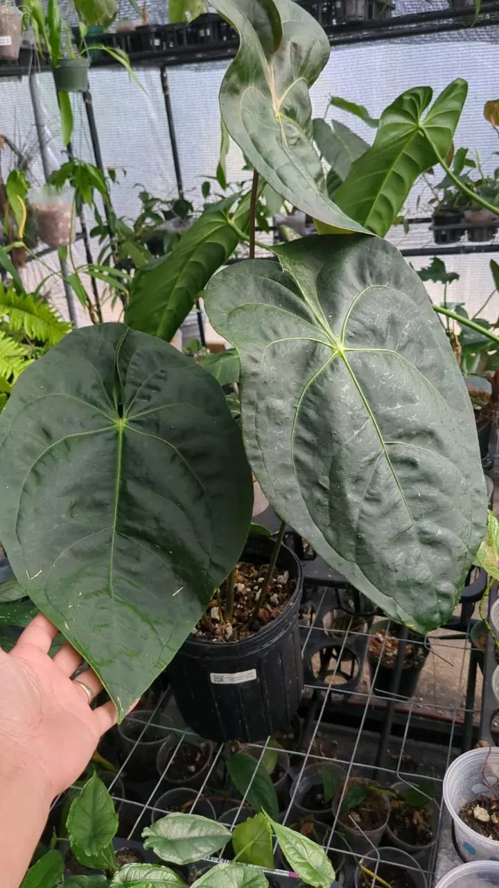 Anth. nigrolaminum x Anth. forgetii R39 thumbnail