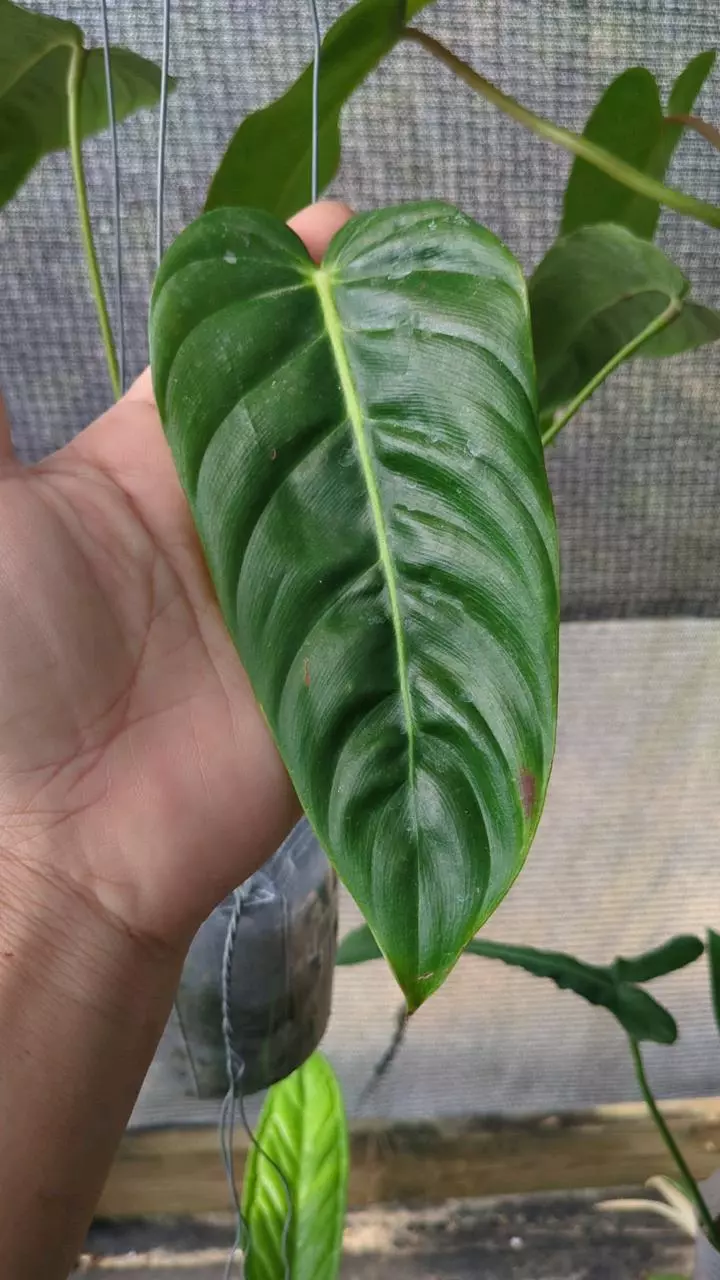 Philodendron Green Sky U12 thumbnail