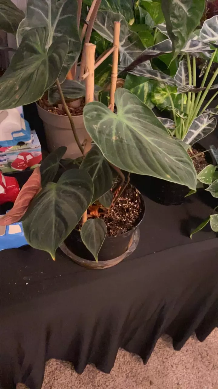 Philodendron El Chico Red thumbnail