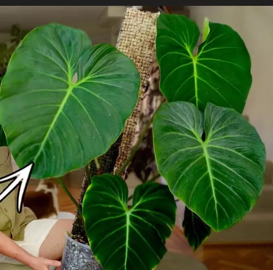 front of el Chico red thumbnail