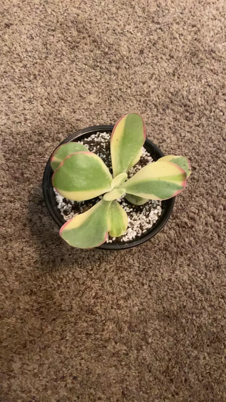 Kalanchoe Luciae Fantastic-Var thumbnail