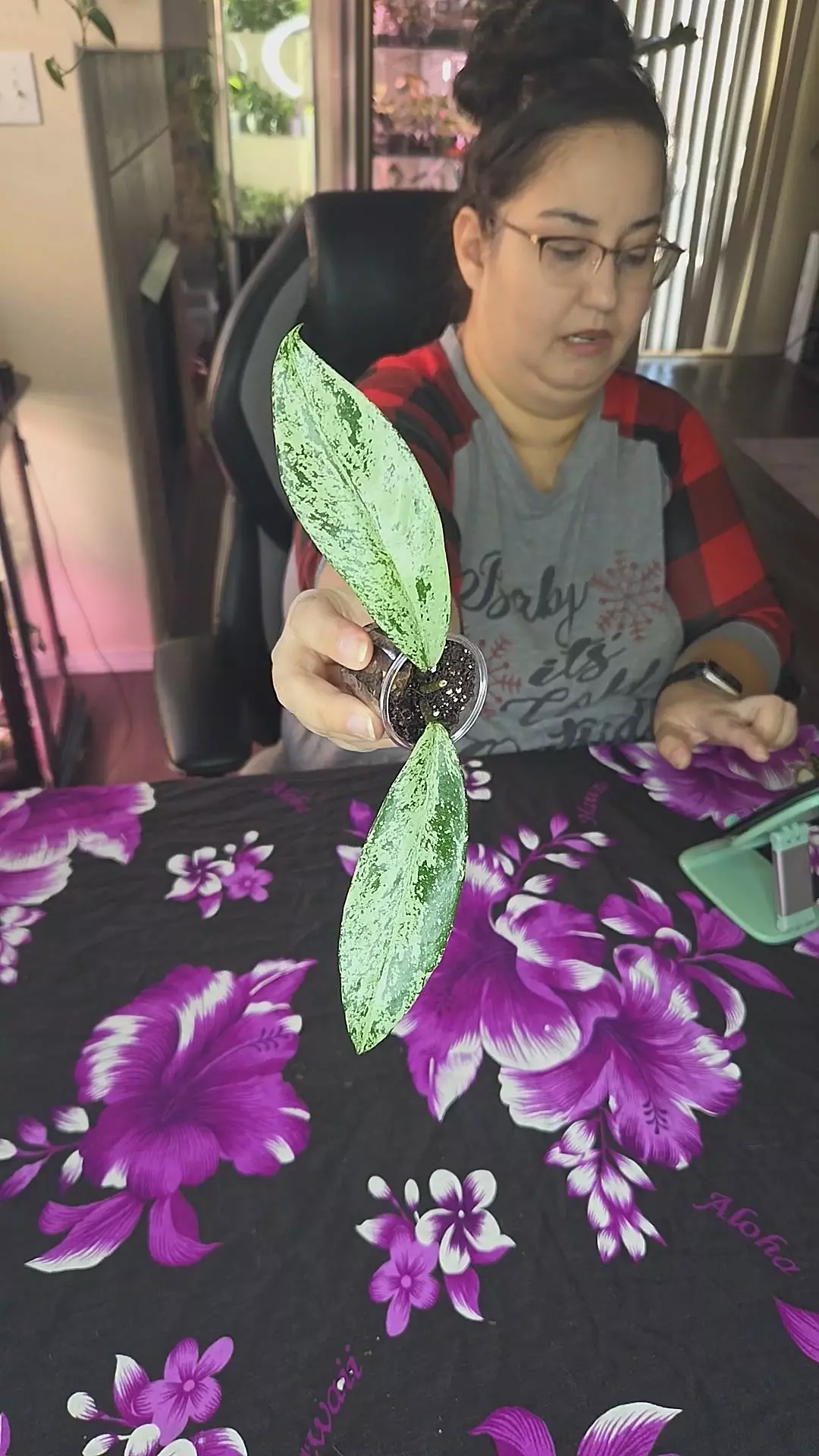 publicalyx pink silver ghost thumbnail